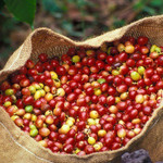 Giá nông sản hôm nay (25/2): Giá cà phê giảm nhẹ, hồ tiêu vượt mốc 152.000 đồng/kg