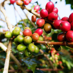 Giá nông sản hôm nay (17/12): Giá cà phê giảm sâu, hồ tiêu tăng nhẹ