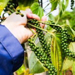 Giá nông sản hôm nay (14/8): Giá cà phê trong nước tiếp tục tăng, hồ tiêu neo ở ngưỡng cao