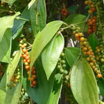 Giá nông sản hôm nay (7/4): Giá cà phê đi ngang, hồ tiêu ổn định