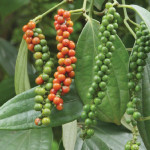 Giá nông sản hôm nay (3/11): Giá cà phê ổn định, hồ tiêu tăng nhẹ