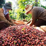 Giá nông sản hôm nay (20/5): Giá cà phê, hồ tiêu đồng loạt lao dốc