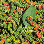 Giá nông sản hôm nay (24/3): Giá cà phê neo cao, hồ tiêu ổn định