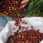 Giá nông sản hôm nay (30/12): Giá cà phê quay đầu giảm mạnh, hồ tiêu neo ở mức cao