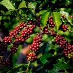 Giá nông sản hôm nay (8/4): Giá cà phê bật tăng, hồ tiêu neo ở mức cao