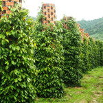 Giá nông sản hôm nay (16/3): Giá cà phê và hồ tiêu đồng loạt giảm