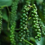 Giá nông sản hôm nay (4/3): Giá cà phê tăng nhẹ, hồ tiêu giảm