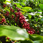 Giá nông sản hôm nay (12/3): Giá cà phê giảm mạnh, hồ tiêu đi ngang 