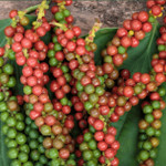 Giá nông sản hôm nay (6/11): Giá cà phê giảm nhẹ, hồ tiêu đi ngang