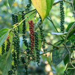 Giá nông sản hôm nay (10/3): Giá cà phê và hồ tiêu cùng ổn định