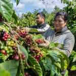 Giá nông sản hôm nay (19/1): Giá cà phê và hồ tiêu cùng neo cao