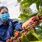 Giá nông sản hôm nay (17/4): Giá cà phê, hồ tiêu đồng loạt tăng