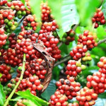 Giá nông sản hôm nay (4/2): Giá cà phê và hồ tiêu đồng loạt lao dốc