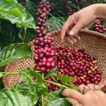Giá nông sản hôm nay (4/9): Giá cà phê giảm, hồ tiêu tăng mạnh