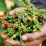 Giá nông sản hôm nay (31/7): Cà phê và hồ tiêu cùng bật tăng