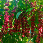 Giá nông sản hôm nay (11/11): Giá cà phê tăng nhẹ, hồ tiêu đi ngang