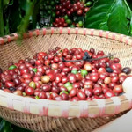 Giá nông sản hôm nay (10/2): Giá cà phê bật tăng, hồ tiêu duy trì ở mức cao