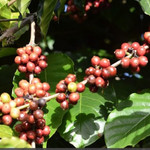 Giá nông sản hôm nay (5/11): Cà phê tăng mạnh, hồ tiêu giảm nhẹ