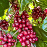 Giá nông sản hôm nay (1/12): Giá cà phê ổn định, hồ tiêu đi ngang