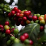 Giá nông sản hôm nay (5/1): Giá cà phê tiếp tục duy trì đà phục hồi