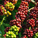 Giá nông sản hôm nay (9/12): Giá cà phê tăng, hồ tiêu ổn định