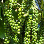 Giá nông sản hôm nay (9/7): Giá cà phê giảm mạnh