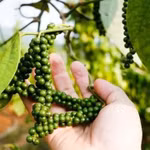 Giá tiêu tiếp tục duy trì trạng thái ổn định sau nhiều tuần biến động