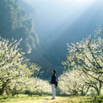 Dòng người đổ về Mộc Châu "săn" hoa mận, nhiều cơ sở lưu trú "cháy phòng"