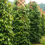 Giá nông sản hôm nay (27/4): Giá cà phê tăng mạnh, hồ tiêu biến động nhẹ