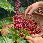 Giá nông sản hôm nay (2/4): Giá cà phê bật tăng mạnh, hồ tiêu lao dốc
