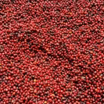 Giá nông sản hôm nay (6/5): Giá cà phê lặng sóng, hồ tiêu neo cao ở mức 144.000 đồng/kg