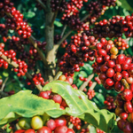 Giá nông sản hôm nay (27/3): Giá cà phê lao dốc, hồ tiêu neo cao