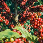 Giá nông sản hôm nay (27/3): Giá cà phê lao dốc, hồ tiêu neo cao