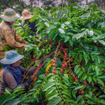 Giá nông sản hôm nay (17/11): Giá cà phê tiếp tục lao dốc, hồ tiêu giảm nhẹ