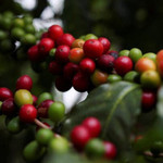 Giá nông sản hôm nay (20/1): Cà phê ổn định ở mức cao, hồ tiêu "lặng sóng"