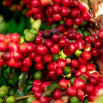 Giá nông sản hôm nay (3/12): Giá cà phê và hồ tiêu tiếp đà giảm mạnh