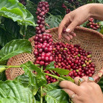 Giá nông sản hôm nay (21/1): Giá cà phê bật tăng, hồ tiêu neo ở mức cao