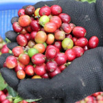 Giá nông sản hôm nay (6/2): Giá cà phê tiếp tục giảm mạnh, hồ tiêu neo ở mức cao