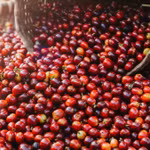 Giá nông sản hôm nay (29/4): Giá cà phê quay đầu giảm, hồ tiêu ổn định