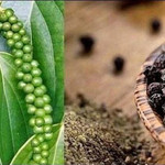 Giá nông sản hôm nay (11/8): Giá hồ tiêu tăng mạnh