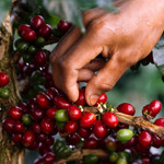 Giá nông sản hôm nay (23/2): Giá cà phê và hồ tiêu “án binh” vì nghỉ lễ