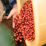 Giá nông sản hôm nay (21/4): Giá cà phê bật tăng, hồ tiêu neo ở mốc cao