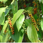 Giá nông sản hôm nay (19/11): Giá cà phê, hồ tiêu đồng loạt tăng 