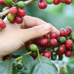 Giá nông sản hôm nay (9/1): Giá cà phê neo ở mức cao, hồ tiêu ổn định