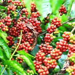 Giá nông sản hôm nay (3/7): Giá cà phê và hồ tiêu khởi sắc
