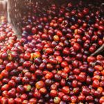 Giá cà phê trong nước hiện dao động trong khoảng 84.500 - 85.300 đồng/kg