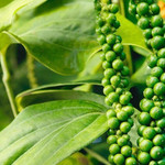Giá nông sản hôm nay (5/8): Cà phê bất ngờ giảm nhẹ, hồ tiêu neo cao