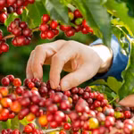 Giá nông sản hôm nay (3/4): Giá cà phê tăng, hồ tiêu neo ở mức cao