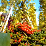Giá tiêu duy trì ổn định trong khoảng 138.000 - 140.000 đồng/kg