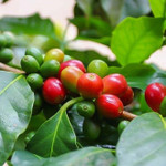 Giá nông sản hôm nay (12/11): Giá cà phê và hồ tiêu đồng loạt giảm nhẹ